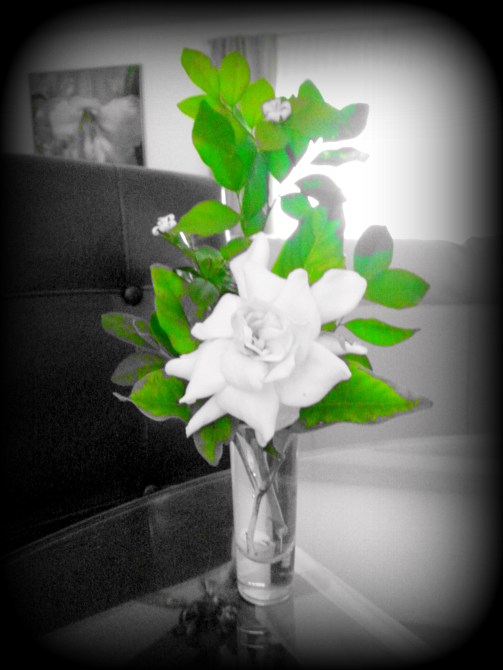 Memorial Day Flowers